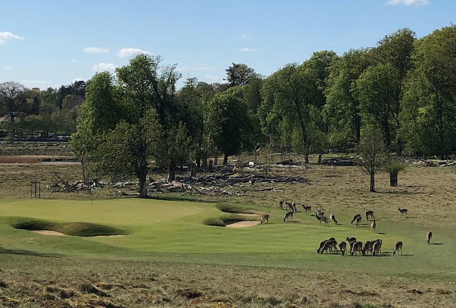 Dyrehaven golf er en kæmpe oplevelse med dyrene tæt på næsten alle hullerne